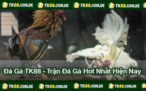 Đá Gà TK88 - Trận Đá Gà Hot Nhất Hiện Nay